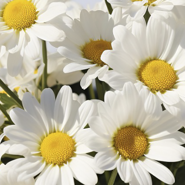 আলফা-বিসাবোলোল